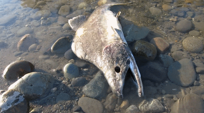 (혐) 의외로 사람들이 잘 모르는 좀비 생선 | 인스티즈