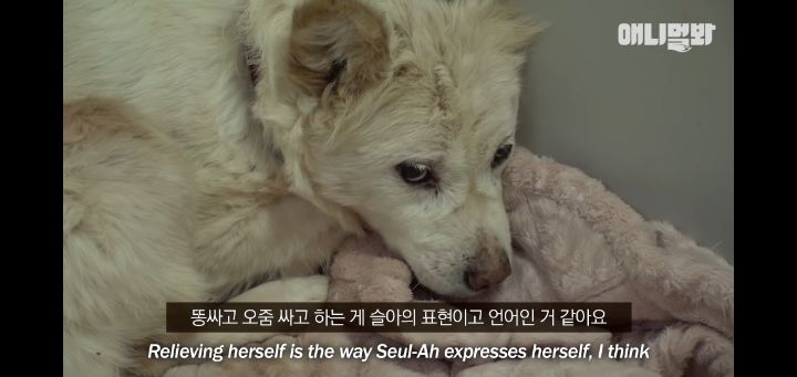 죽을것같은 우울증에 걸린 강아지 | 인스티즈