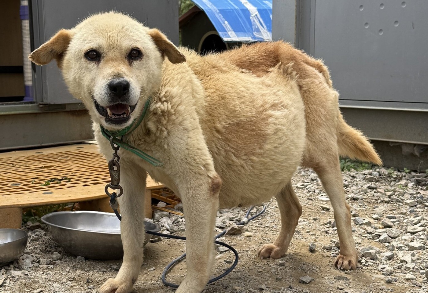 배에 복수가 찬 강아지....우리가 댓글만 달아도 Kakao가 대신 기부해준대 | 인스티즈