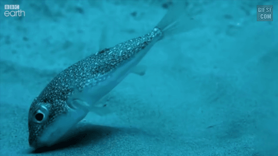 암컷을 향한 수컷복어의 노력 | 인스티즈