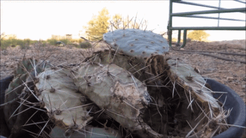 선인장 먹는 낙타.gif | 인스티즈