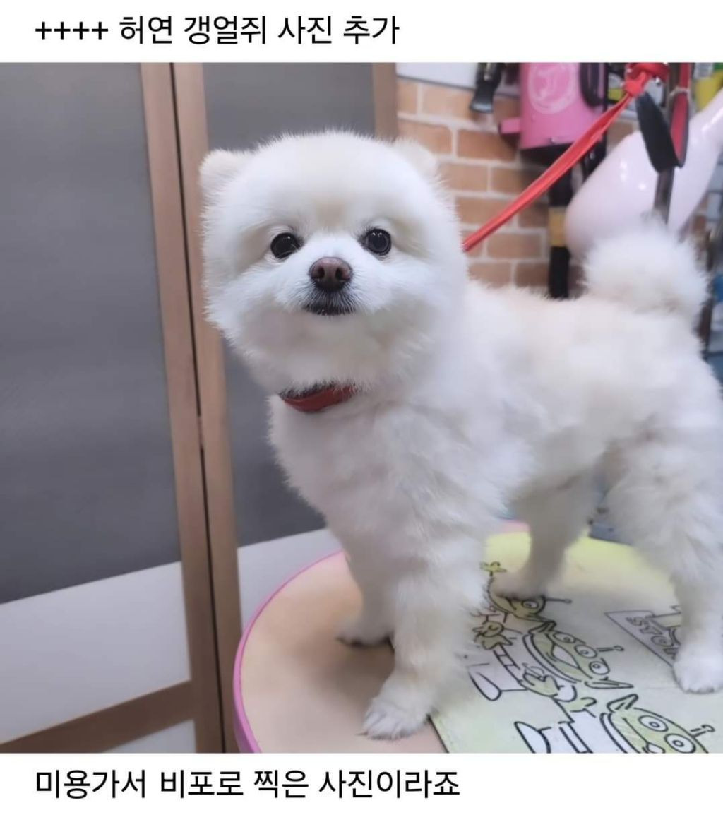 회사에 개인사정때문에 강아지를 데려왔던 직장인 | 인스티즈