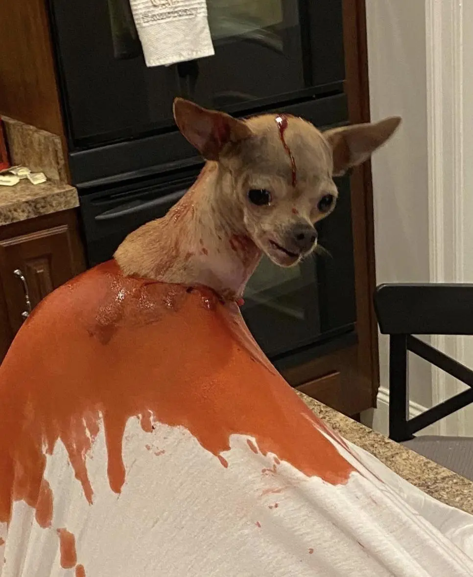 미국에서 난리난 지옥견 탄생 | 인스티즈