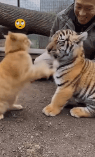 치즈냥 vs 치즈냥 | 인스티즈