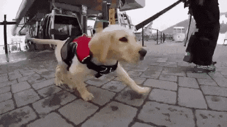 구조견 훈련 받는 아기 리트리버.gif | 인스티즈