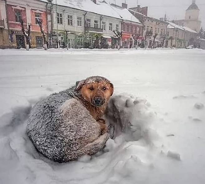 영하 20도에 실종된 10살 소녀 품에 끌어안아 밤새 자기 체온 나눠준 유기견 | 인스티즈