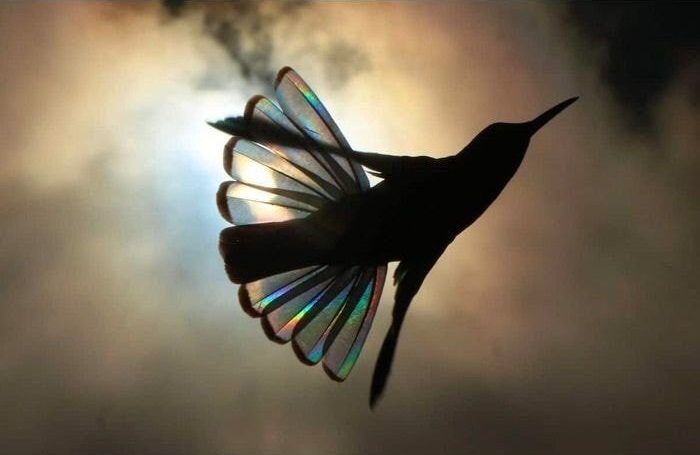 벌새를 역광으로 찍었을때 볼 수 있는 모습.jpg | 인스티즈