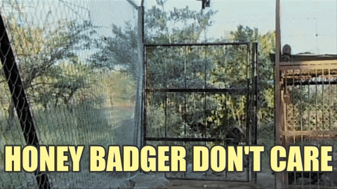 가장 겁이 없는 동물로 기네스북에 오른 아프리카의 깡패.jpgif | 인스티즈