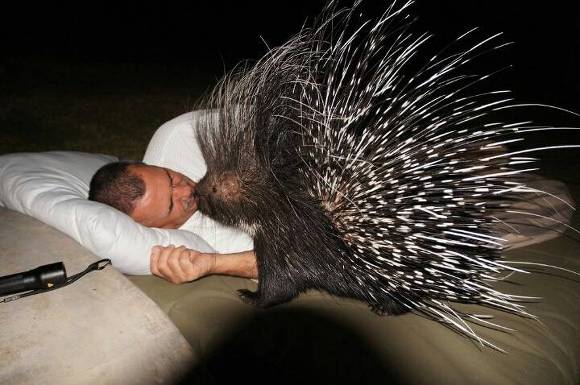 가장 겁이 없는 동물로 기네스북에 오른 아프리카의 깡패.jpgif | 인스티즈