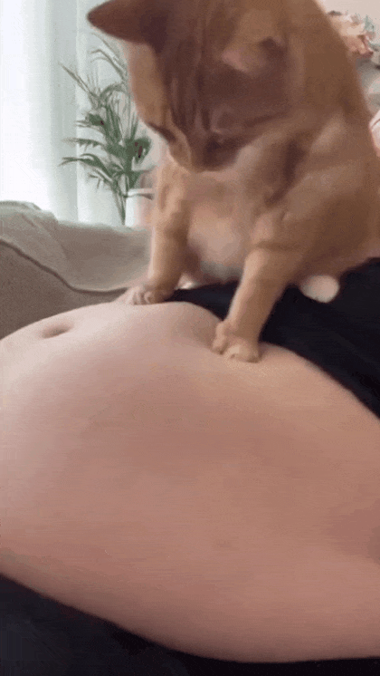 타격감에 정신 못차리는 냥이 | 인스티즈