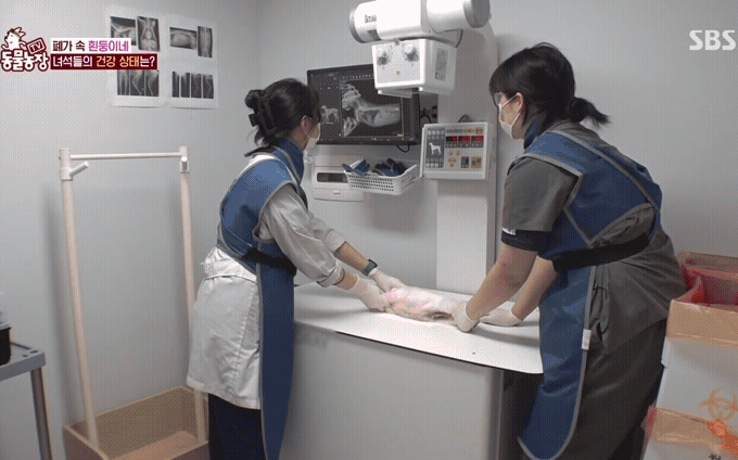 엑스레이 찍는 아기 백구.gif | 인스티즈