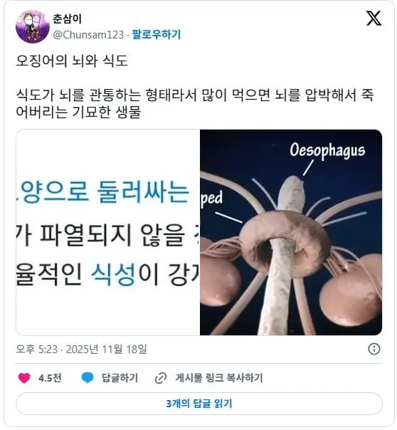 신기한 오징어의 뇌와 식도 | 인스티즈