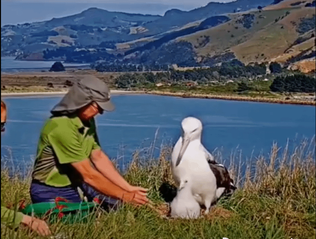 천적 없이 살아 온순한 알바트로스 헴.twt | 인스티즈