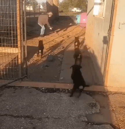 강아지들을 견사 안에 넣어두고 싶은 아저씨.gif | 인스티즈