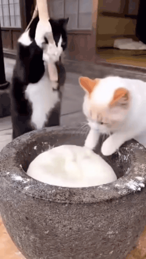 고양이한테 떡 만들라고 했더니 | 인스티즈