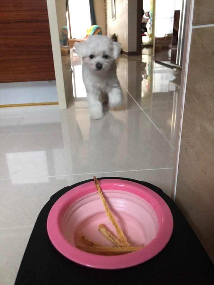 후기방에 올라와 귀여움 받은 '식탐 많은 댕댕이' 글 | 인스티즈