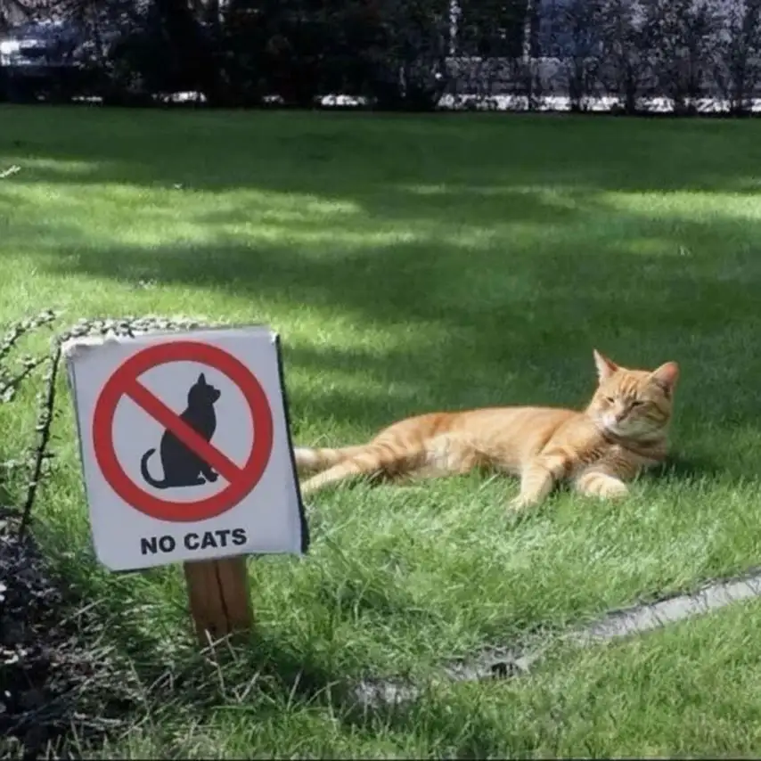 표지판 잘 지키는 고양이 | 인스티즈