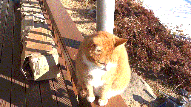 매탈남이 만든 요상하면서도 힙한 눈사람과 고양이들 반응.gif | 인스티즈