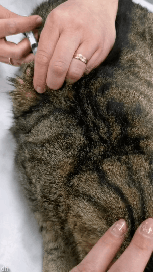 SSS급 갓냥이 .gif | 인스티즈