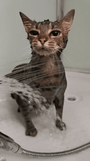 SSS급 갓냥이 .gif | 인스티즈