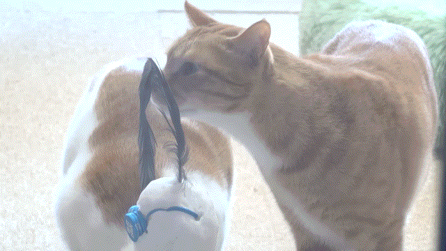 매탈남이 만든 요상하면서도 힙한 눈사람과 고양이들 반응.gif | 인스티즈