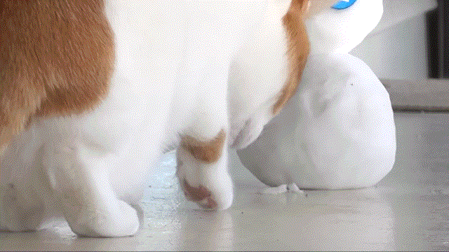 매탈남이 만든 요상하면서도 힙한 눈사람과 고양이들 반응.gif | 인스티즈