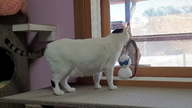 매탈남이 만든 요상하면서도 힙한 눈사람과 고양이들 반응.gif | 인스티즈