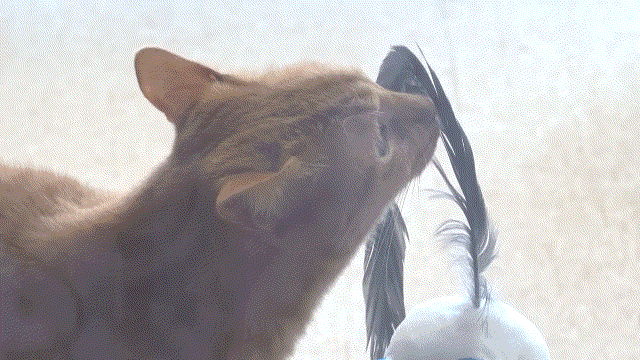 매탈남이 만든 요상하면서도 힙한 눈사람과 고양이들 반응.gif | 인스티즈