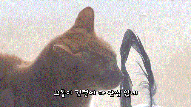 매탈남이 만든 요상하면서도 힙한 눈사람과 고양이들 반응.gif | 인스티즈