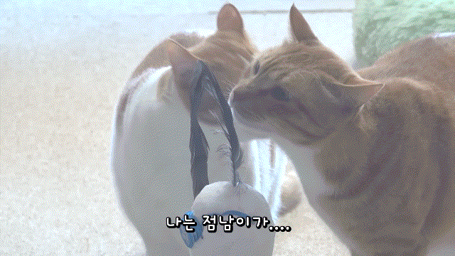 매탈남이 만든 요상하면서도 힙한 눈사람과 고양이들 반응.gif | 인스티즈