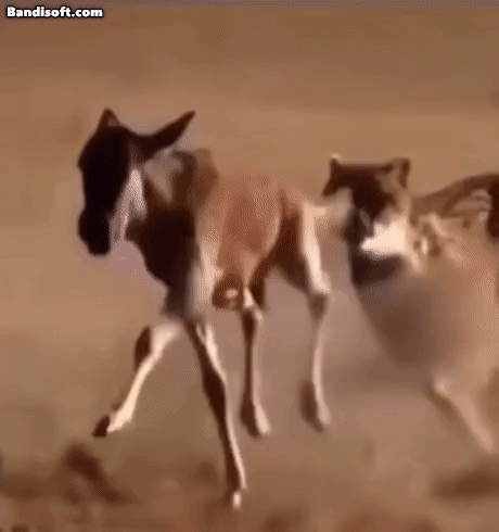 표범한테 쫒기면서 방구뀜 | 인스티즈