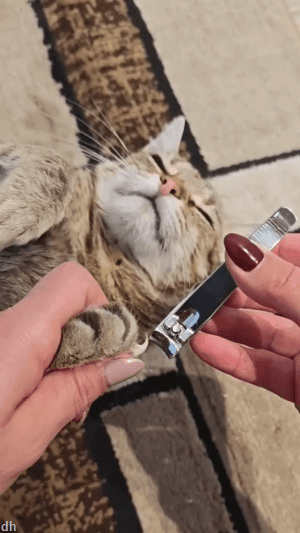 SSS급 갓냥이 .gif | 인스티즈