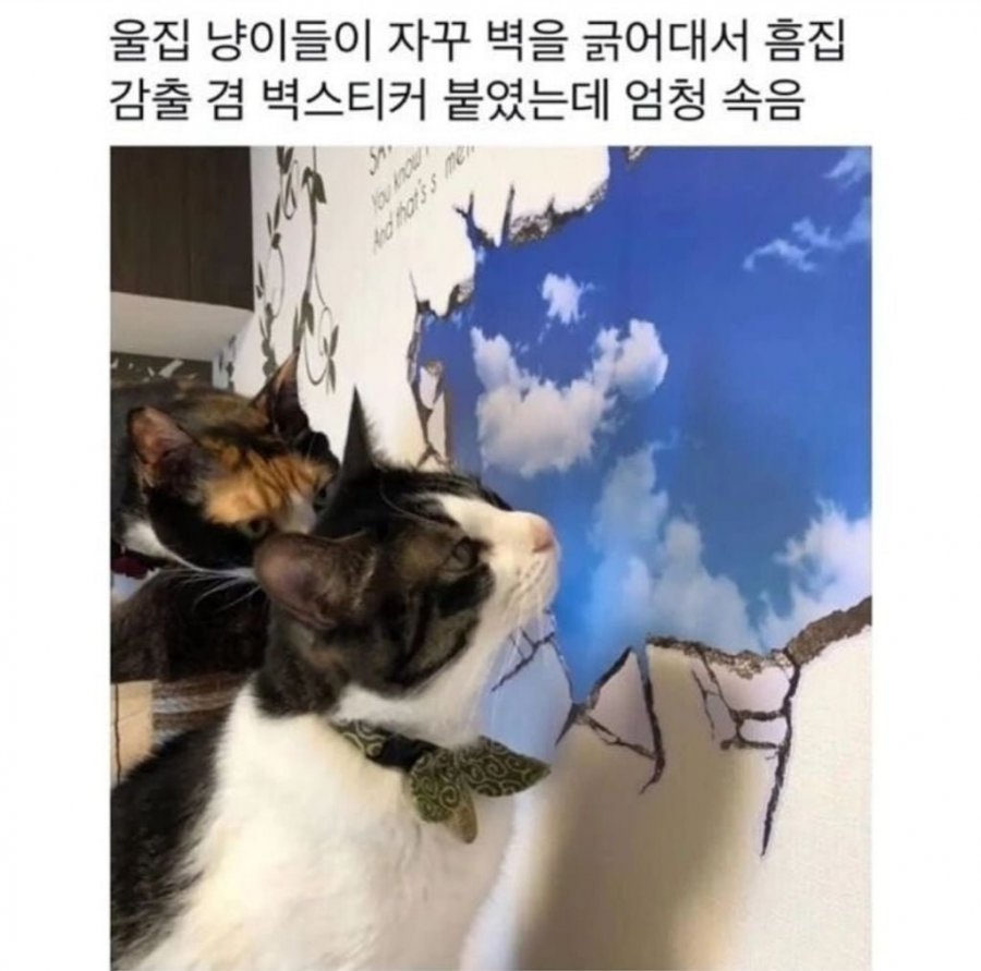 자꾸 벽 긁어서 벽에 스티커 붙였는데 | 인스티즈