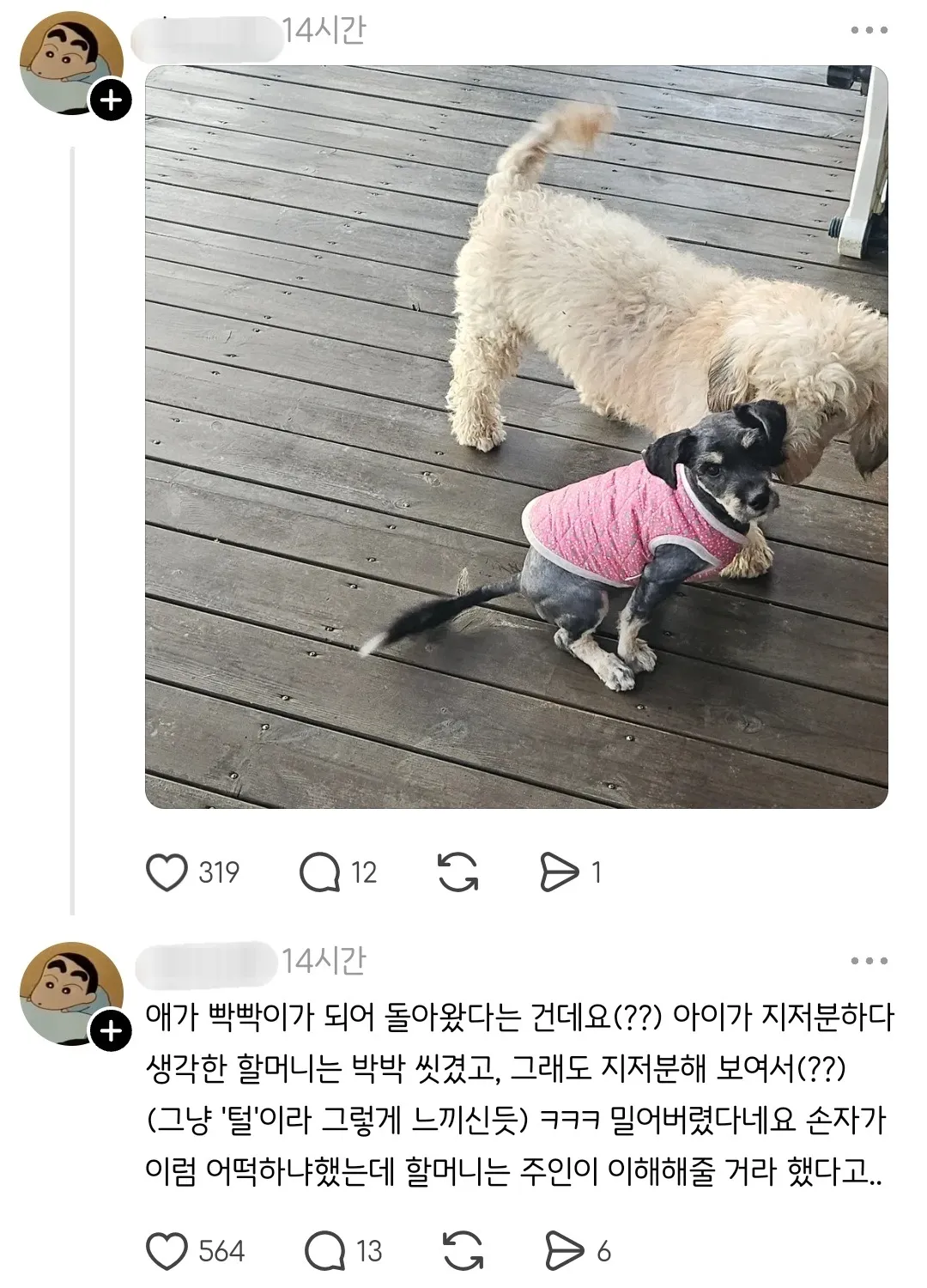 실종된 강아지가 빡빡이가 돼서 돌아온건에 대하여.jpg | 인스티즈