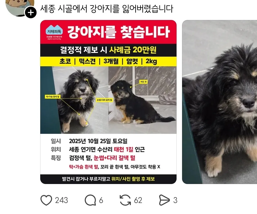 실종된 강아지가 빡빡이가 돼서 돌아온건에 대하여.jpg | 인스티즈