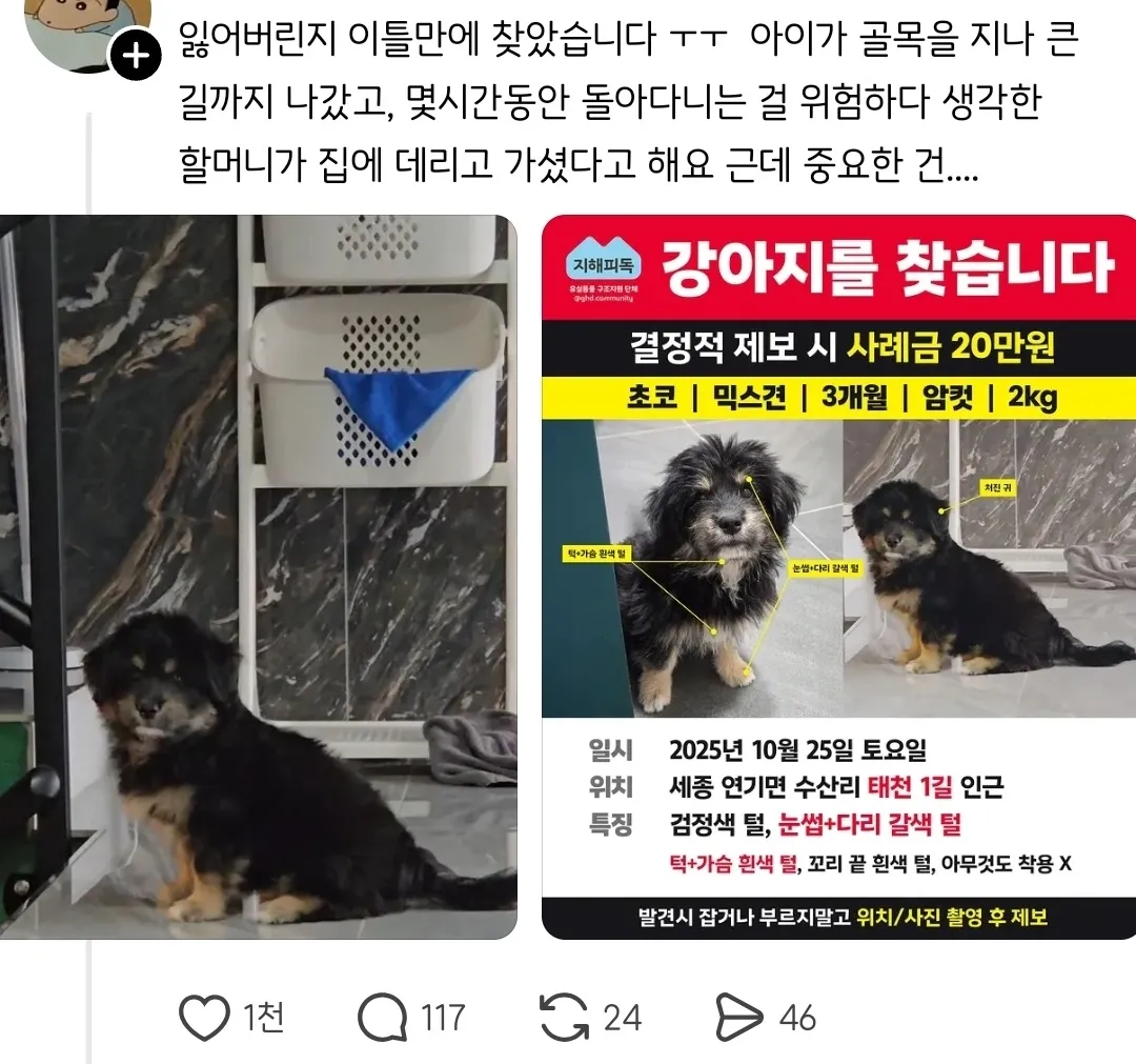 실종된 강아지가 빡빡이가 돼서 돌아온건에 대하여.jpg | 인스티즈