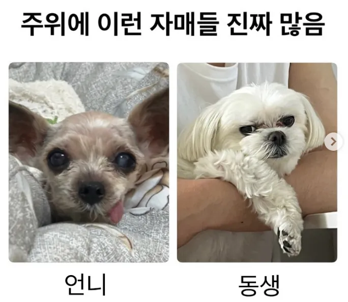 주위에 많이 있는 자매 유형 | 인스티즈