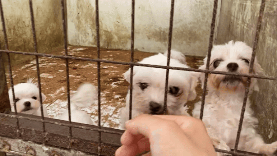 어떤 삶이었을까. 번식장, 미용 실습견, 쓰임을 다해야만 끝나는 삶이라는 건 | 인스티즈