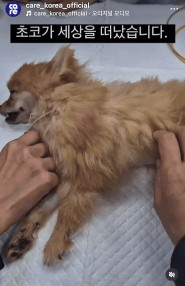 어떤 삶이었을까. 번식장, 미용 실습견, 쓰임을 다해야만 끝나는 삶이라는 건 | 인스티즈