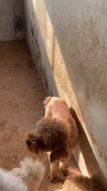 어떤 삶이었을까. 번식장, 미용 실습견, 쓰임을 다해야만 끝나는 삶이라는 건 | 인스티즈