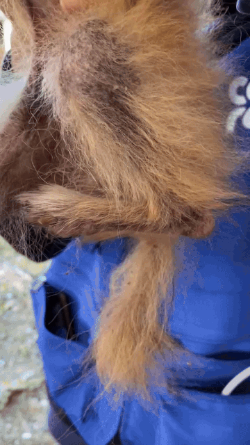 어떤 삶이었을까. 번식장, 미용 실습견, 쓰임을 다해야만 끝나는 삶이라는 건 | 인스티즈