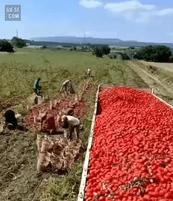 농사 고인물 | 인스티즈