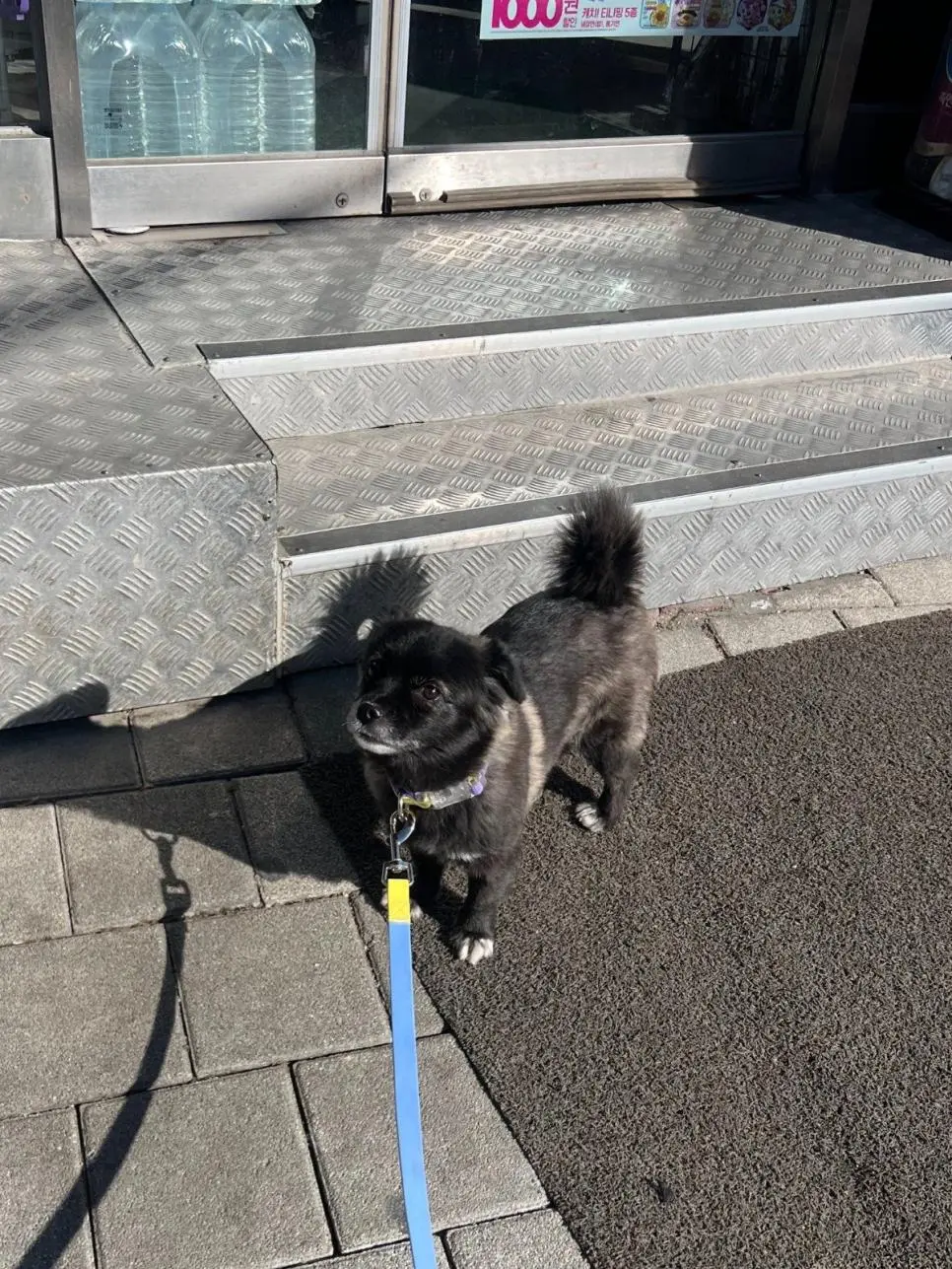 고구마를 편의점에서 판다는걸 알아버린 강아지 | 인스티즈