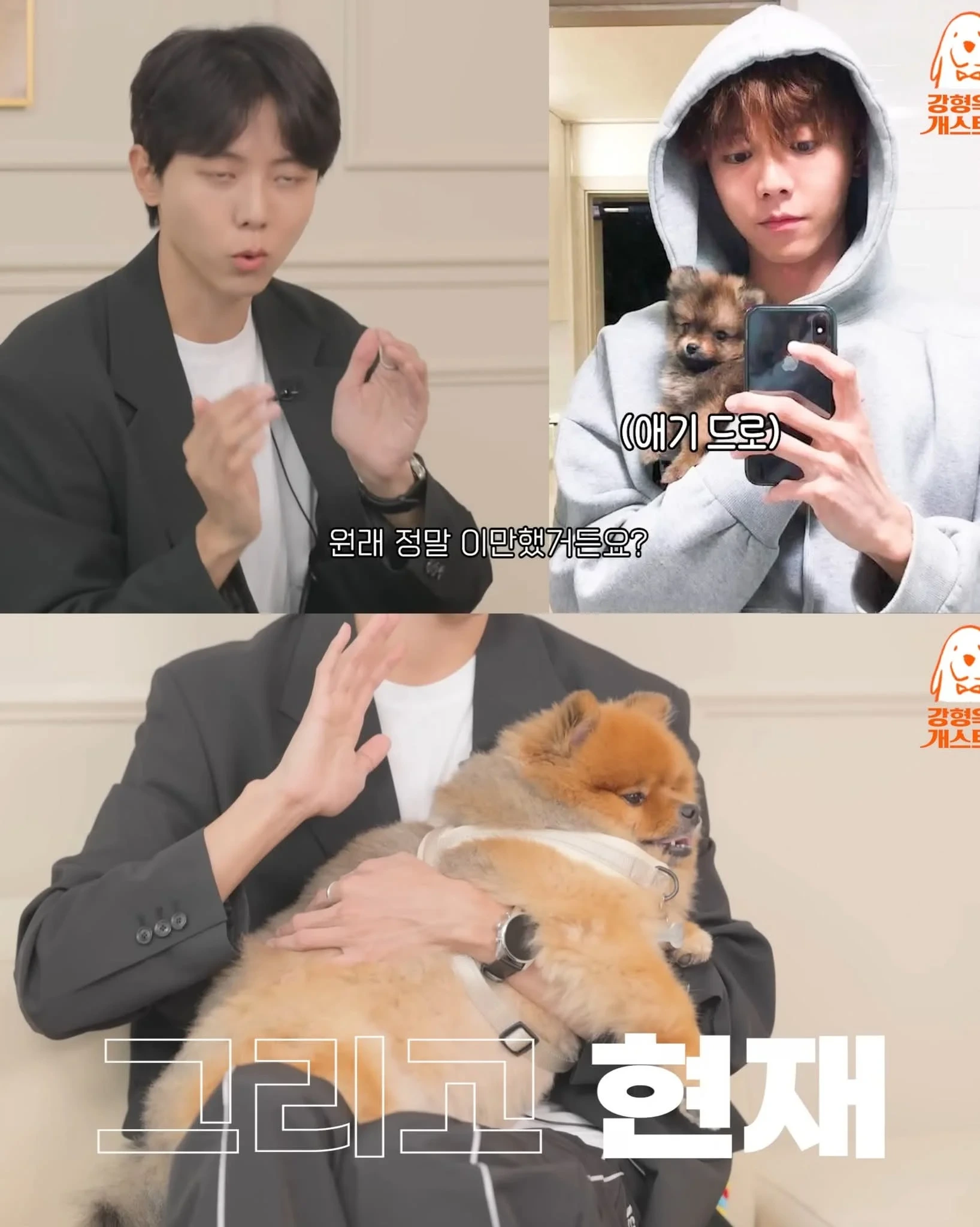 주우재가 키우는 포메 | 인스티즈