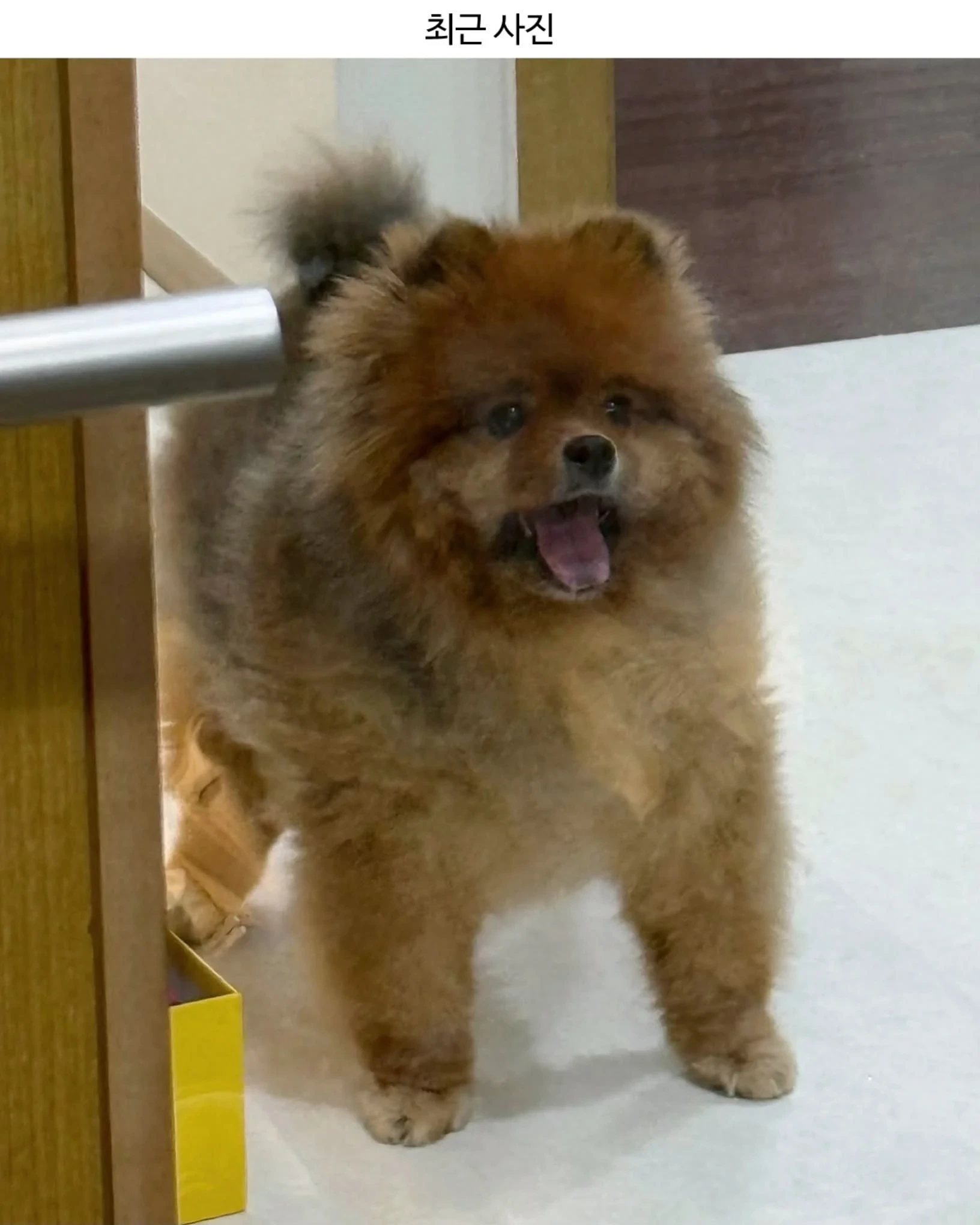 주우재가 키우는 포메 | 인스티즈