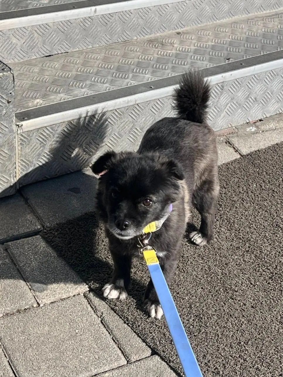 고구마를 편의점에서 판다는걸 알아버린 강아지 | 인스티즈