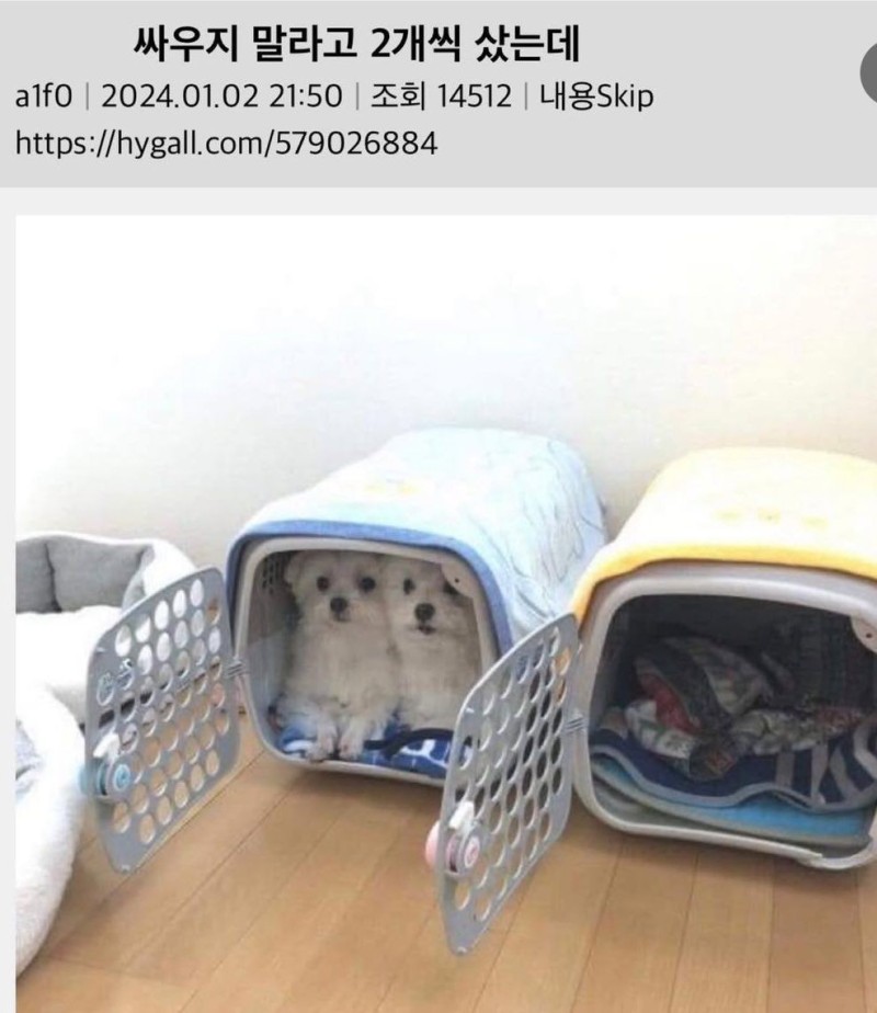 싸우지 말라고 2개씩 구매한 결과 | 인스티즈