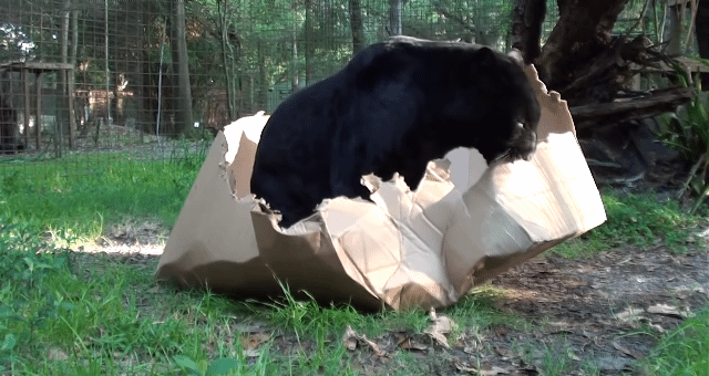 냥줍 하는법.gif | 인스티즈