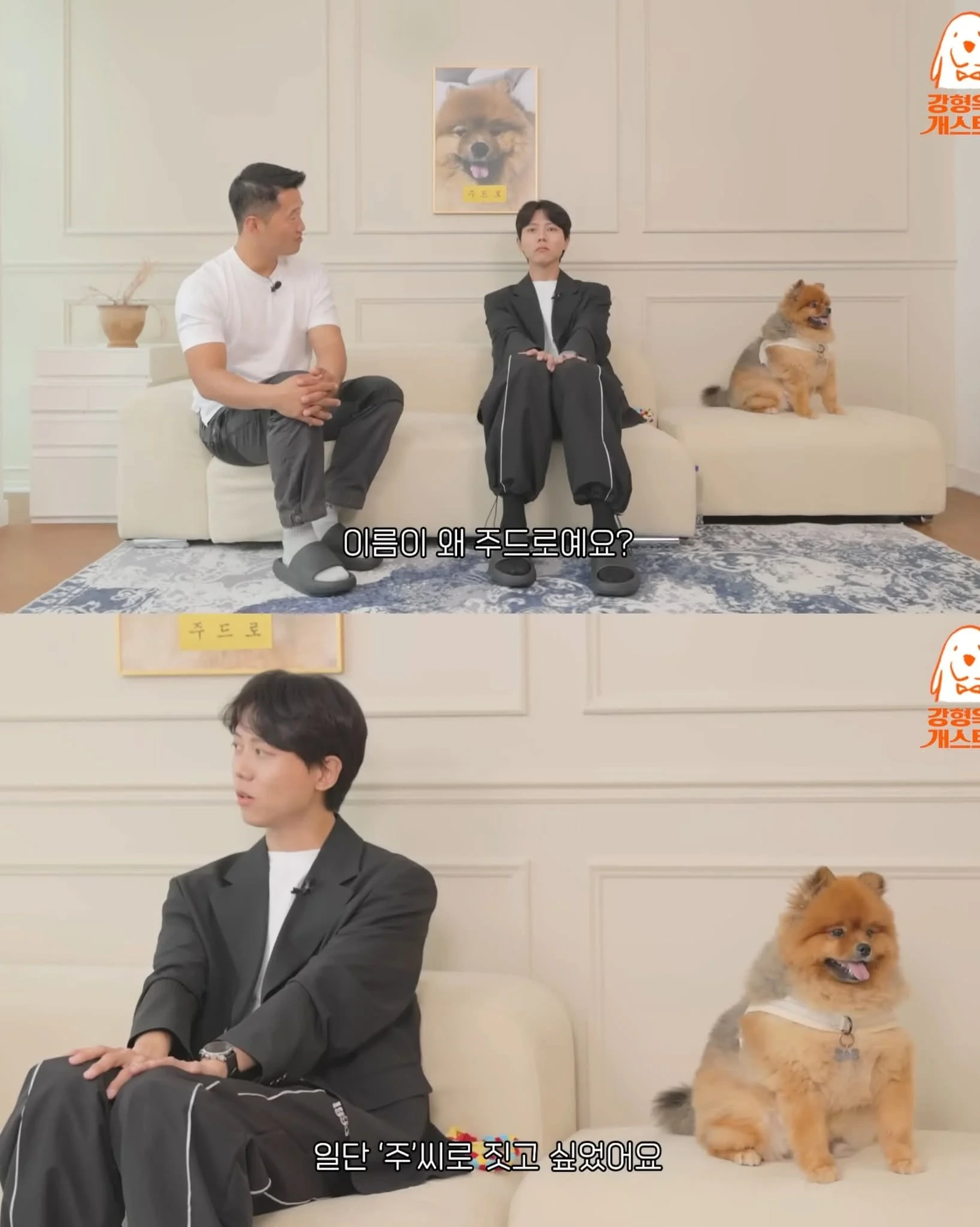 주우재가 키우는 포메 | 인스티즈