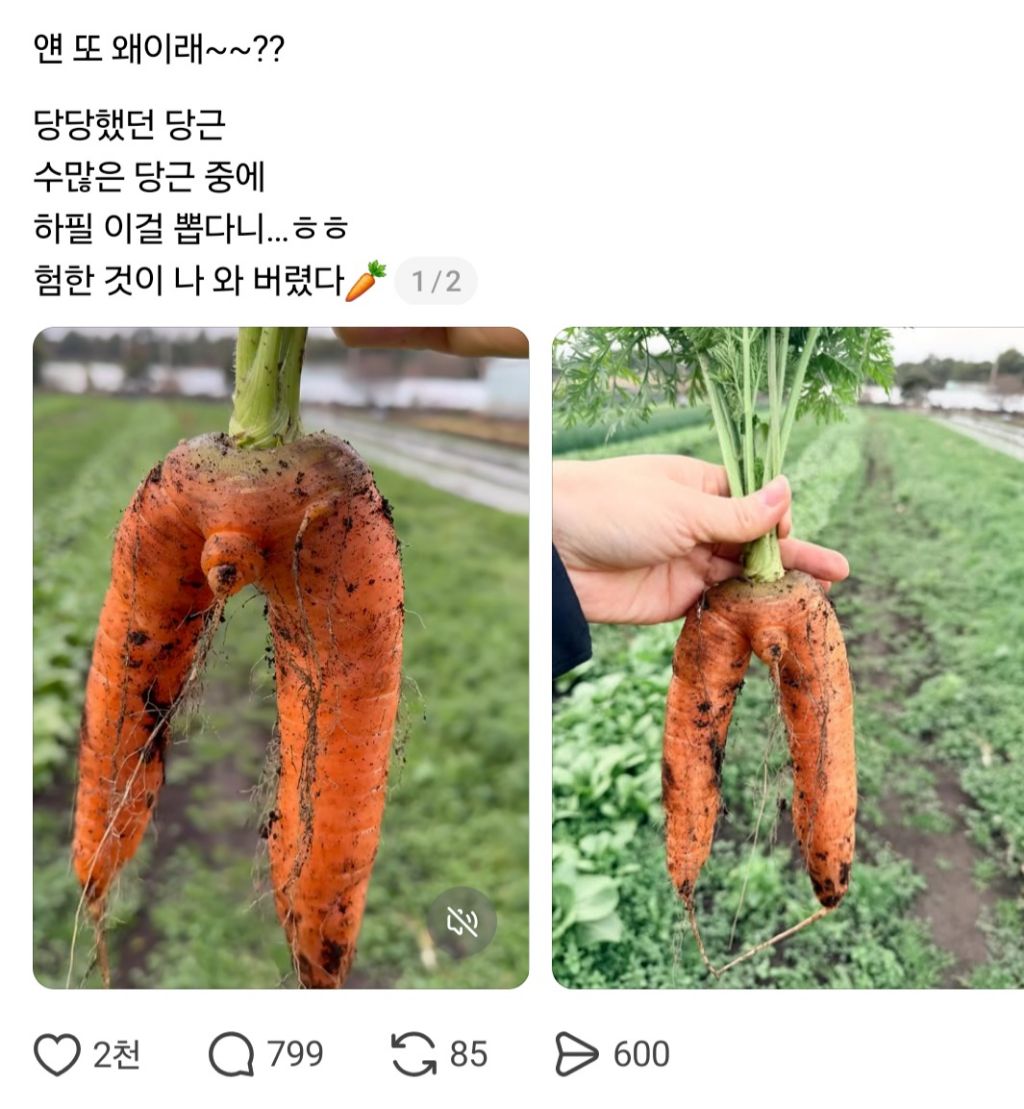 농사를 지었는데 험한 것이 나왔다 | 인스티즈
